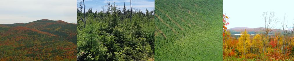 Forest in different stages of development